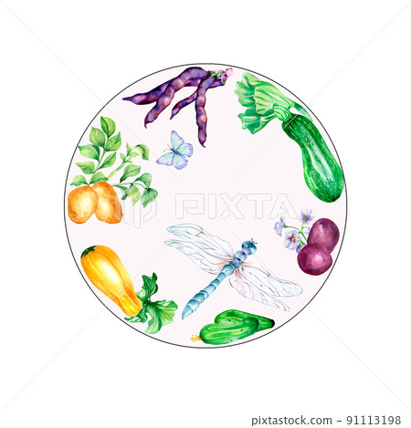 Variety of vegetables and dragonfly watercolor illustration isolated Variety of vegetables and dragonfly watercolor illustration isolated 91113198