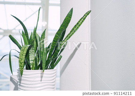 Indoor plant Sansevieria trifasciata in a white ceramic pot on the background of a window in a minimalist style close-up. With space to copy. High quality photo 91114211