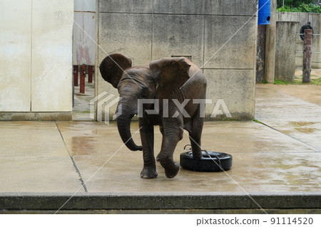 大像小孩玩雨動物園輪胎 大像小孩玩雨動物園輪胎 91114520