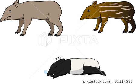A set of tapirus sleeping with a tapirus child 91114583