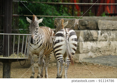雨中動物園的斑馬圖案令人驚嘆 雨中動物園的斑馬圖案令人驚嘆 91114786