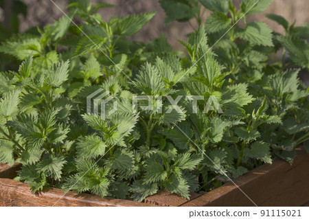 Nettle plant. Stinging nettle dioecious. Medicinal herb. Growing nettles for medicinal purposes. Nettle is used for soups and salads. Fresh common nettle leaves. Nettle plant. Stinging nettle dioecious. Medicinal herb. Growing nettles for medicinal purposes. Nettle is used for soups and salads. Fresh common nettle leaves. 91115021