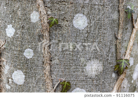 Ivy roots on tree trunk. Hedera helix or European ivy climbing on bark of a tree. Close up Ivy roots on tree trunk. Hedera helix or European ivy climbing on bark of a tree. Close up 91116075