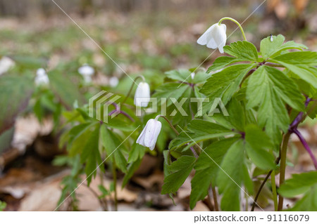 White wood anemone flowers in spring forest closeup. Forest meadow covered by Primerose flowers 91116079