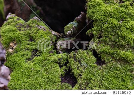 Top view of tree stump covered with moss in a dark forest 91116080