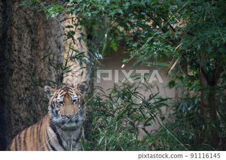 Child tiger Child tiger 91116145