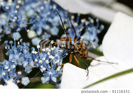 Hydrangea flower and Leptura ochracea 91116331
