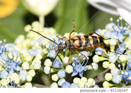 繡球花和 Leptura ochracea 91116347