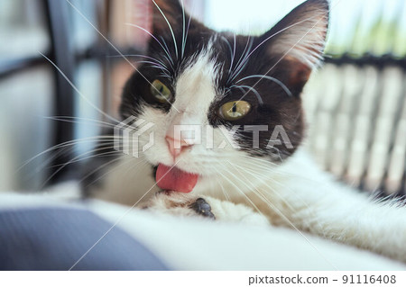 cat with stripes sits on the couch and looks directly at the camera. 91116408