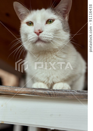 cat lying down on wooden table looking at camera. 91116438