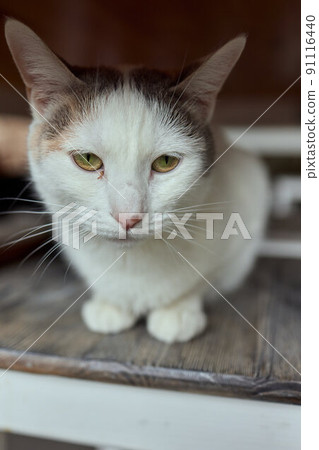 cat lying down on wooden table looking at camera. 91116440