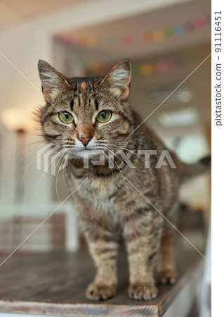 Close-up of European Shorthair cat, 9 months old. 91116451
