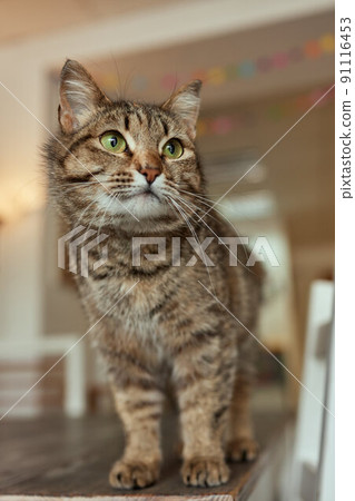 Close-up of European Shorthair cat, 9 months old. 91116453