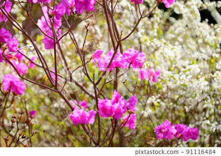 Toshanobu azalea flower 91116484