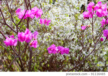 Willow flower 91116485