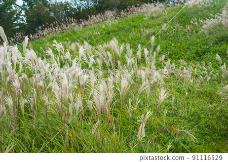 《Nara Prefecture》 Autumn Katsuragi Kogen Japanese pampas grass colony / 91116529