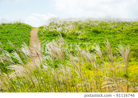 《奈良縣》秋天的葛城高原蒲葦群落 / 《奈良縣》秋天的葛城高原蒲葦群落 / 91116746
