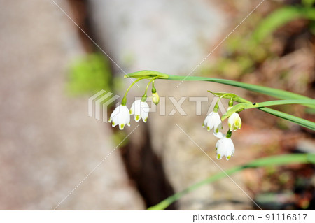 雪花花 91116817