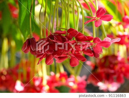 Combretum indicum (lat. - Combretum indicum) or Quisqualis indicum Combretum indicum (lat. - Combretum indicum) or Quisqualis indicum 91116863
