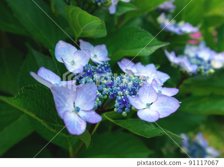 Hydrangea Hydrangea 91117067