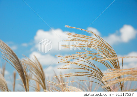 《Nara Prefecture》 Autumn Katsuragi Kogen Japanese pampas grass colony / 91117527