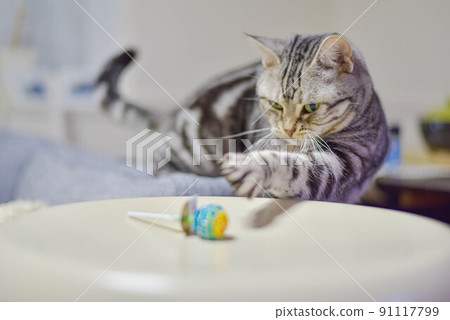 Cat playing with candy 91117799