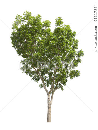 Single Tree isolated on white background, With Clipping path. 91117834