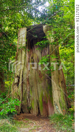 Katori Jingu的三個主要雪松 91117852