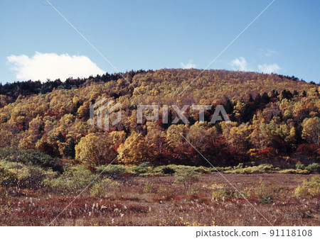 Autumn in Jododaira, Fukushima Prefecture. The autumn leaves of grass and the forest of yellow leaves are beautiful in the blue sky. 91118108