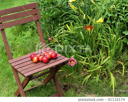 Ripe plums and hemerocallis 91118174
