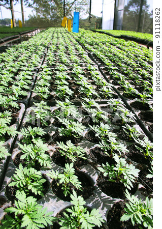 Marigold seedlings cultivated in Brazil 91118262