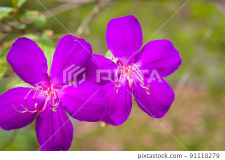 Sicono Buttan Flower Sicono Buttan Flower 91118279