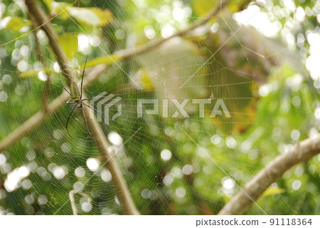 Spider web (Bali / Indonesia) 91118364