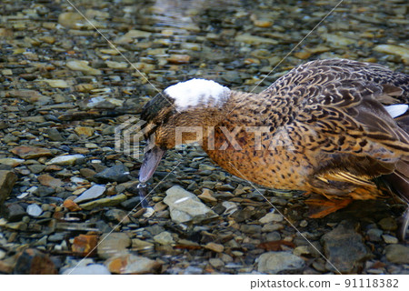 Duck Duck 91118382