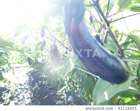 Fresh eggplants that grew at the time of harvest Fresh eggplants that grew at the time of harvest 91118455