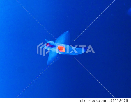 Shiretoko Fairy Clione 91118476