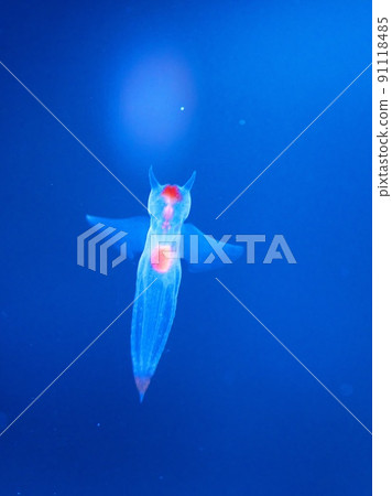 Shiretoko Fairy Clione 91118485