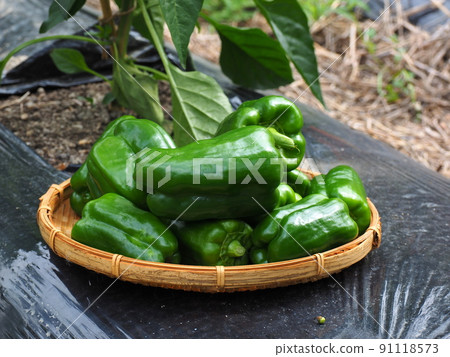 Kitchen garden, harvesting peppers 91118573