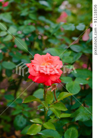 Rose flower New Abe Maria Rose flower New Abe Maria 91118856