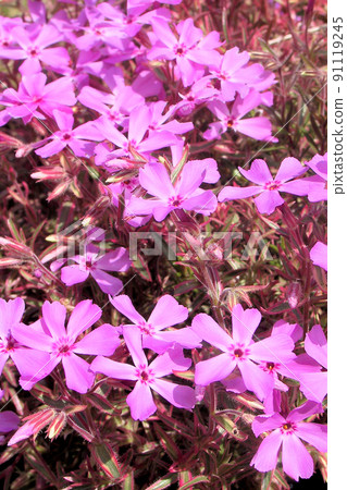 英格蘭東北部的春天第 1 部分 英格蘭東北部的春天第 1 部分 91119245