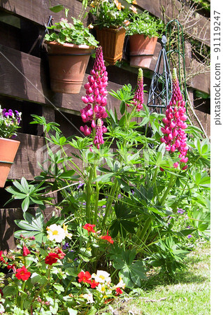 英格蘭東北部的春天第 3 部分 91119247