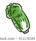 蔬菜插圖大白菜 91119285