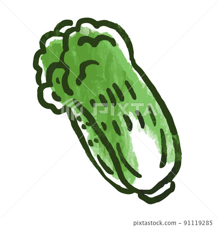 Vegetable illustration Chinese cabbage 91119285