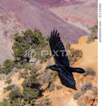 Grand Canyon National Park 91119360