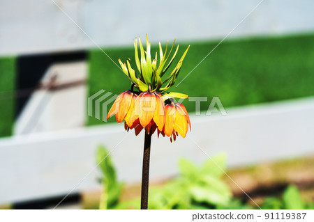 橙花貝母帝國 橙花貝母帝國 91119387