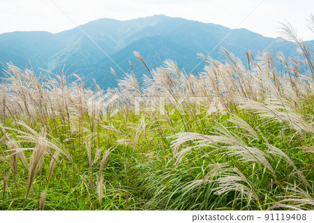 《Nara Prefecture》 Autumn Katsuragi Kogen Japanese pampas grass colony / 《Nara Prefecture》 Autumn Katsuragi Kogen Japanese pampas grass colony / 91119408