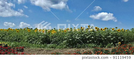 The contrast between the sunflower field that spreads like a yellow carpet and the blue sky and white clouds is wonderful. The contrast between the sunflower field that spreads like a yellow carpet and the blue sky and white clouds is wonderful. 91119459