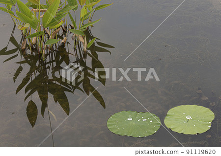 A clean and noble flower of the gentleman unstained by the world, water lily lotus petals 91119620