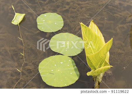 A clean and noble flower of the gentleman unstained by the world, water lily lotus petals 91119622