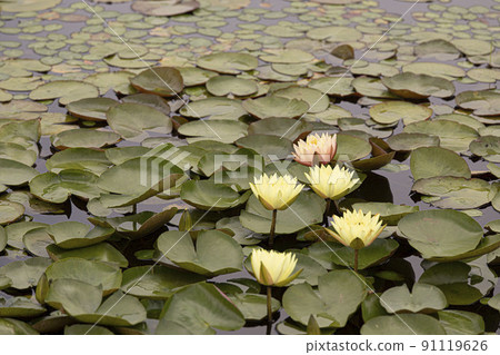 A clean and noble flower of the gentleman that is not stained by the world, the water lily lotus A clean and noble flower of the gentleman that is not stained by the world, the water lily lotus 91119626